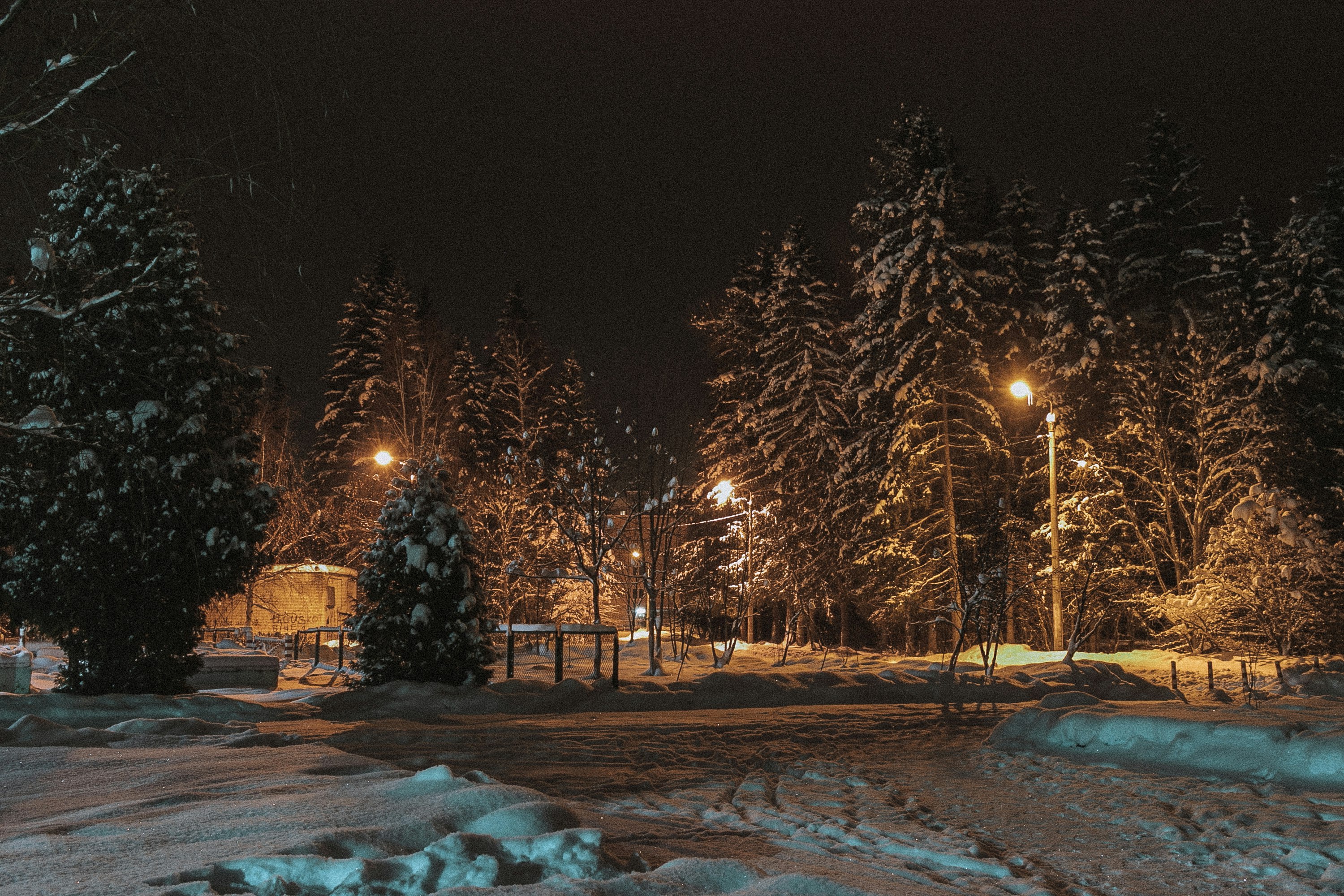 pine trees covered with snow during night time